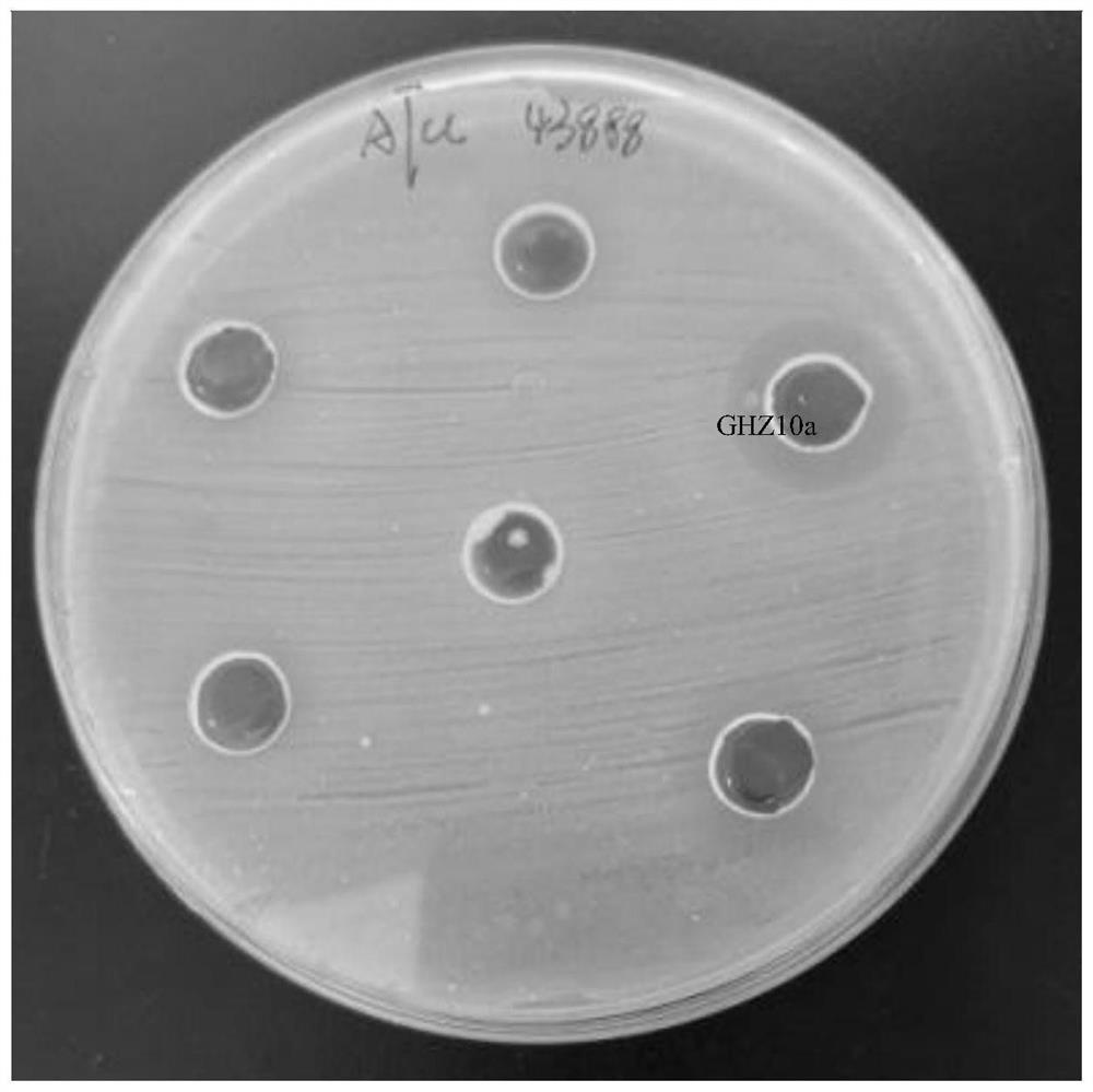 A strain of Lactobacillus johnsonii and its application