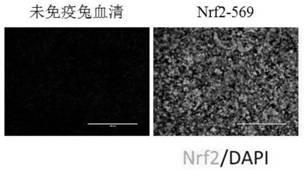 Chicken Nrf2 protein antibody and immunogen thereof, immunogenic polypeptide, detection kit and application