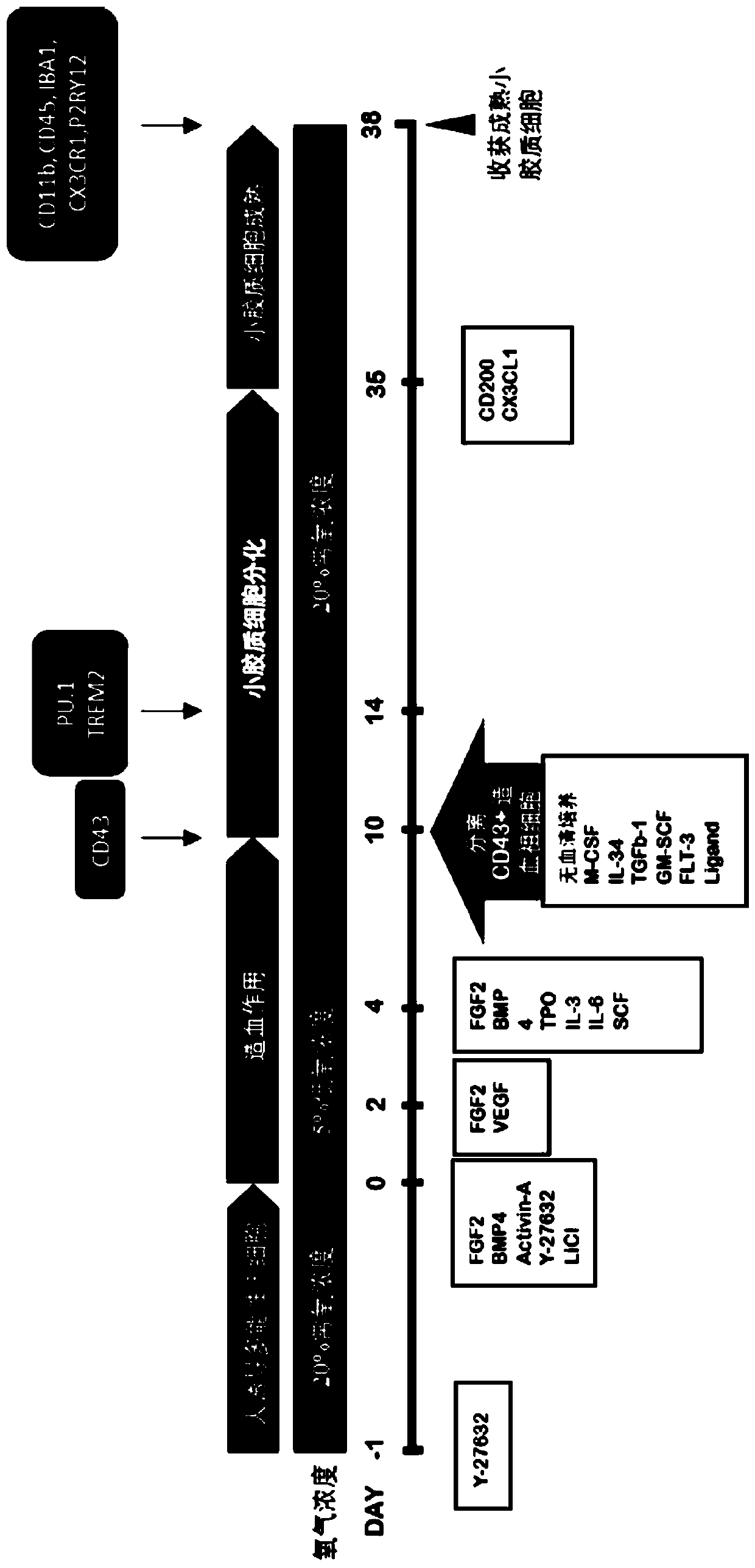 Method and kit for inducing and generating microglial cells by multi-potential stem cells