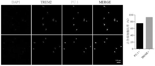 Method and kit for inducing and generating microglial cells by multi-potential stem cells