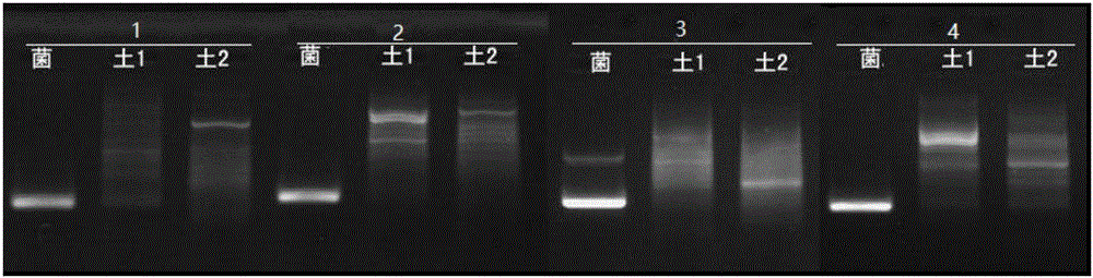 Specific gene segment suitable for real-time fluorescent quantitative PCR detection of pseudomonas PPZ-1 as well as primers thereof and applications