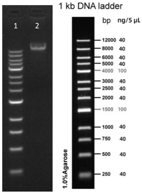 Primer group for SBDS gene mutation detection and gene amplification method