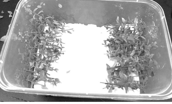 Method for rapidly inducing root primordia of blueberry tissue culture seedlings