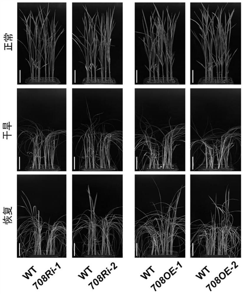 Application of rice histone methyltransferase in enhancing crop drought resistance and improving yield of single plant