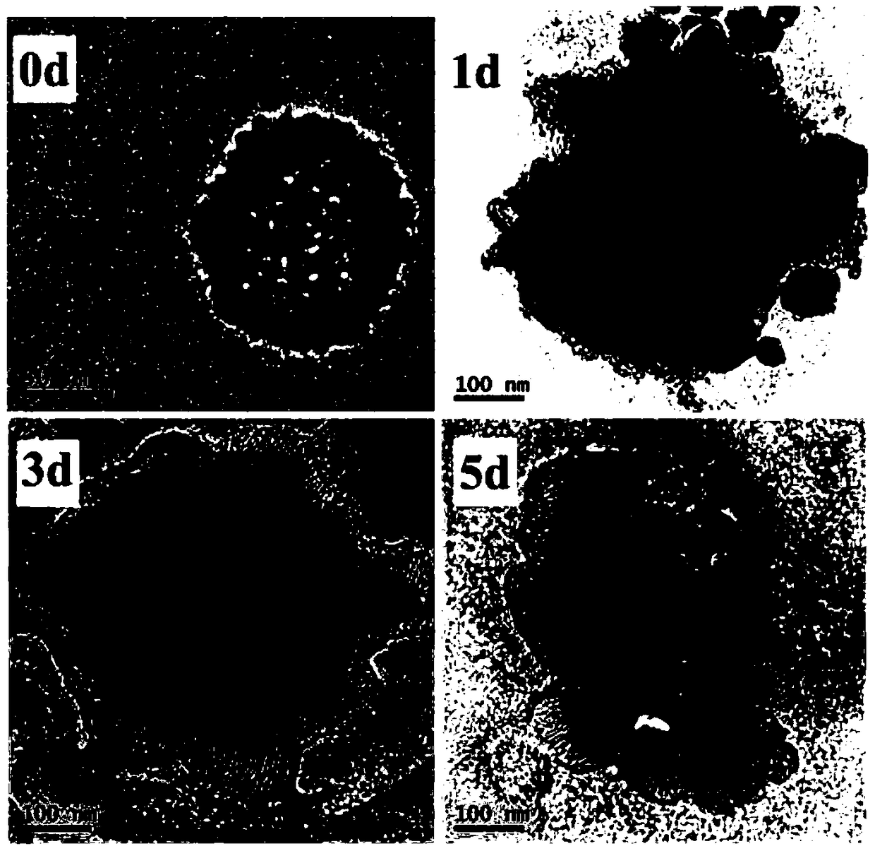 Preparation method of pH-responsive degradable hollow mesoporous organosilicon nanoparticle