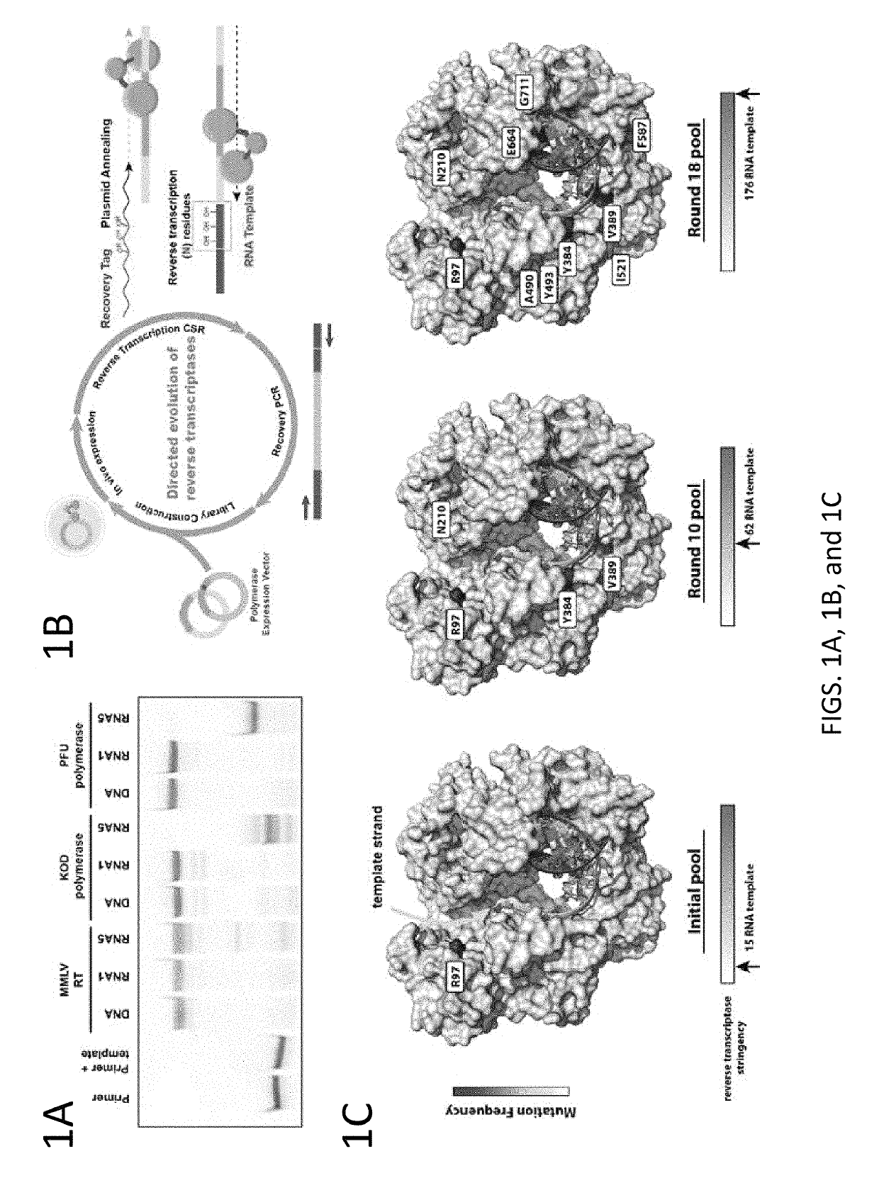 Thermostable reverse transcriptase