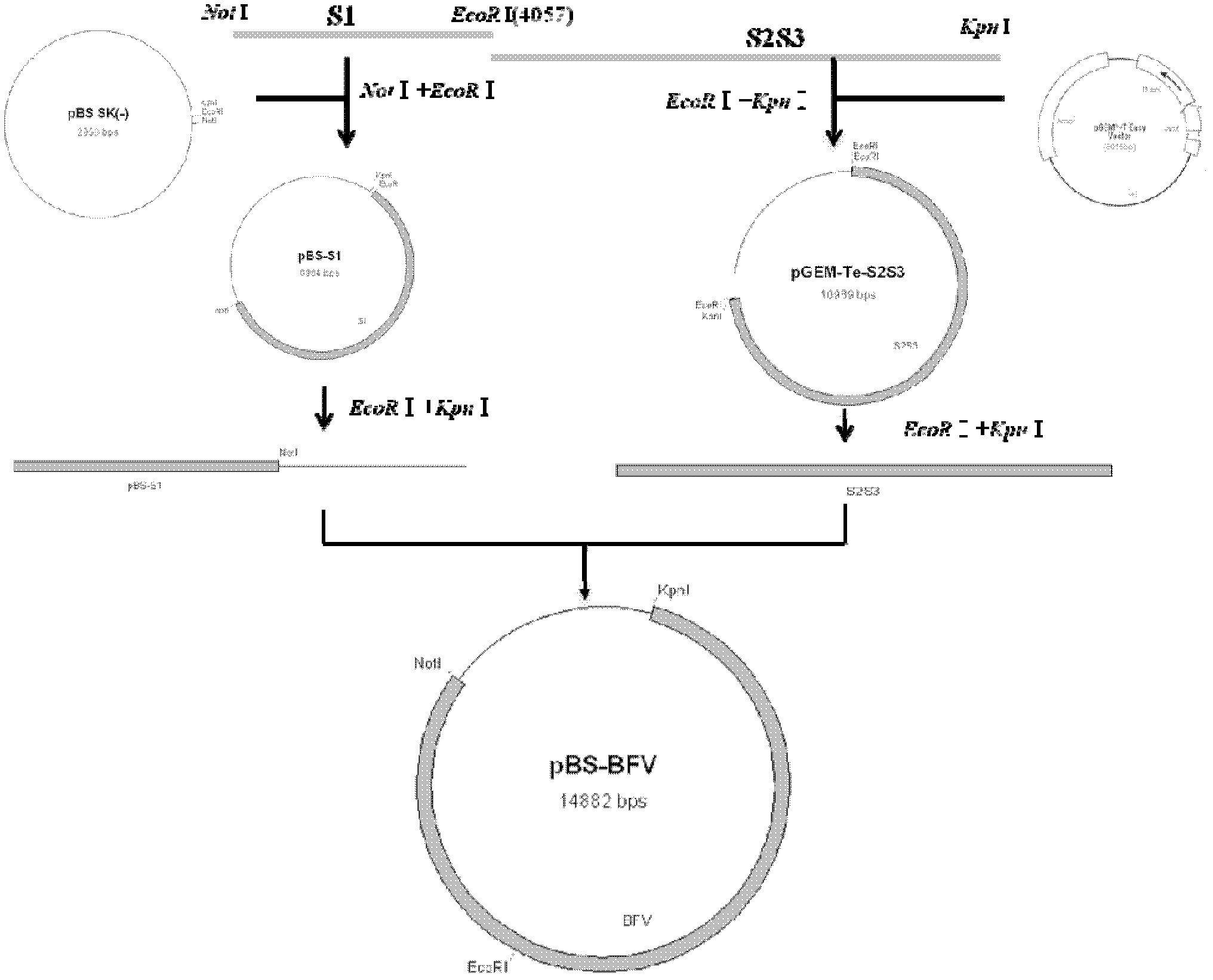 Construction and application of infectious clone of bovine foamy virus