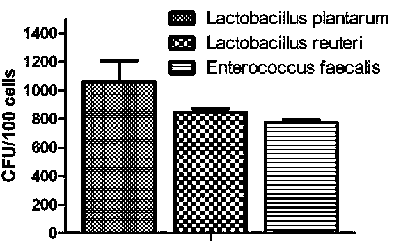 Method for screening live pig intestinal micro-ecological preparation with high adhesive capacity