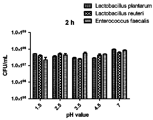 Method for screening live pig intestinal micro-ecological preparation with high adhesive capacity