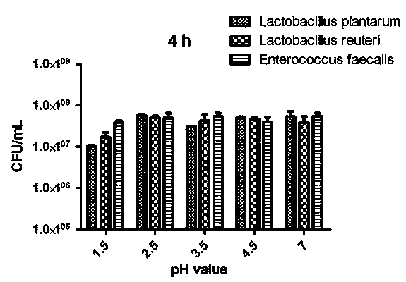 Method for screening live pig intestinal micro-ecological preparation with high adhesive capacity