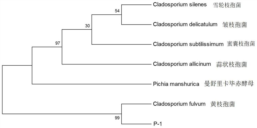 Cladosporium p-1 and its application in aging of base wine
