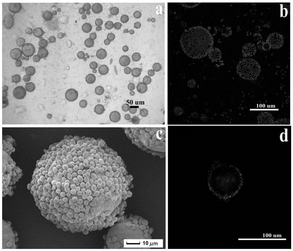 A preparation method of yeast magnetic imprinted composite microsphere adsorbent