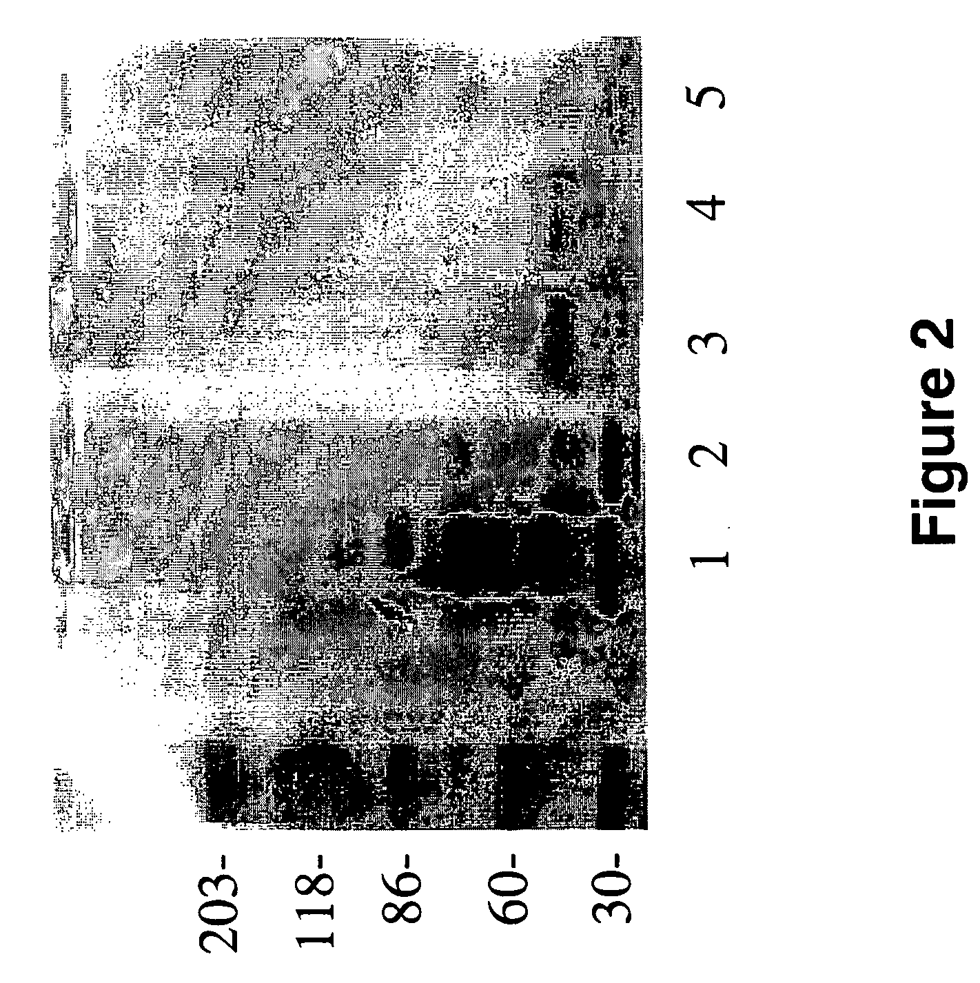 Peptides for the treatment of Alzheimer's disease and other beta-amyloid protein fibrillogenesis disorders