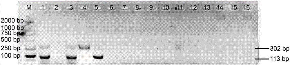 A double pcr detection method for authenticity identification of Cordyceps sinensis