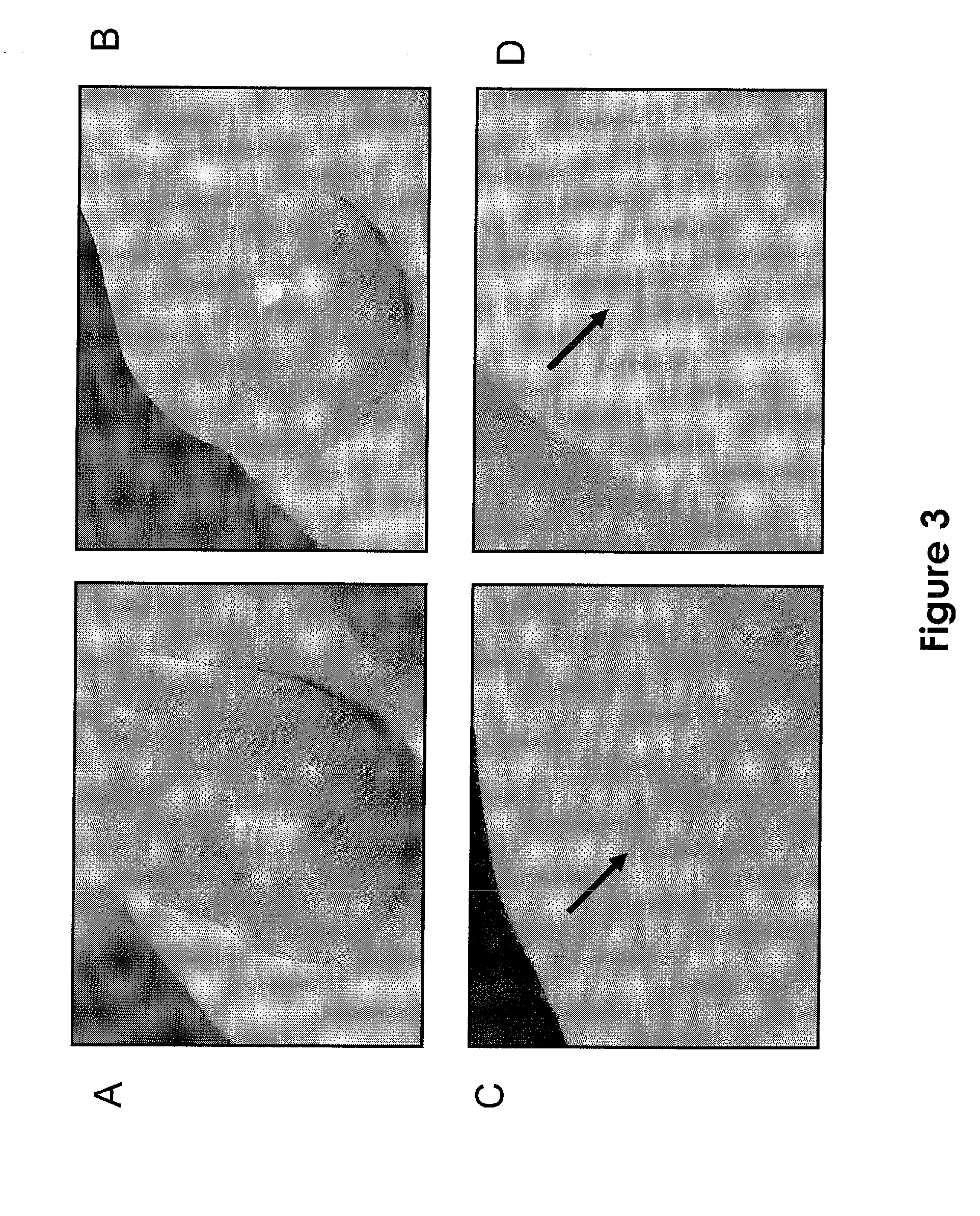 Novel pharmaceutical compounds