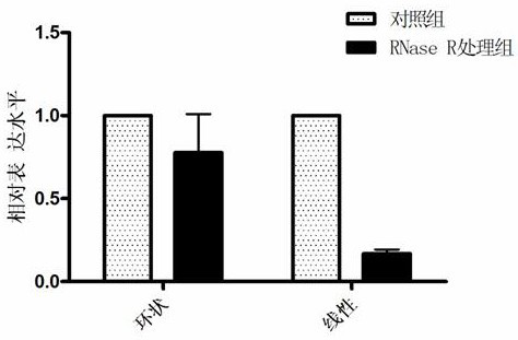 A kind of circular RNAcircbcbm1 and its non-diagnostic fluorescence quantitative detection method