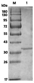 A kind of chitosanase csnt and its application