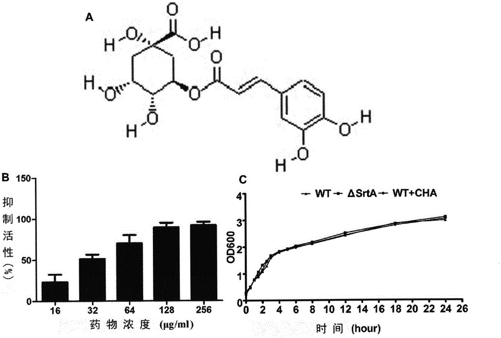 Application of chlorogenic acid serving as inhibitor of Sortase A