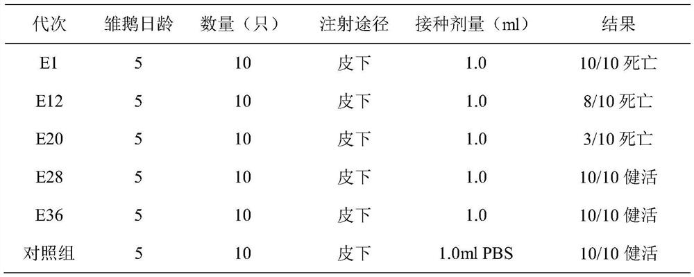 Gosling plague virus vaccine strain, vaccine and egg yolk antibody based on vaccine