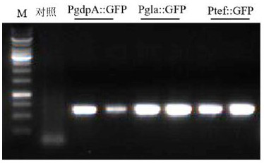 A promoter from Fusarium venetianus and a visual gene knockout screening method