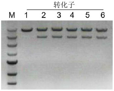 A promoter from Fusarium venetianus and a visual gene knockout screening method