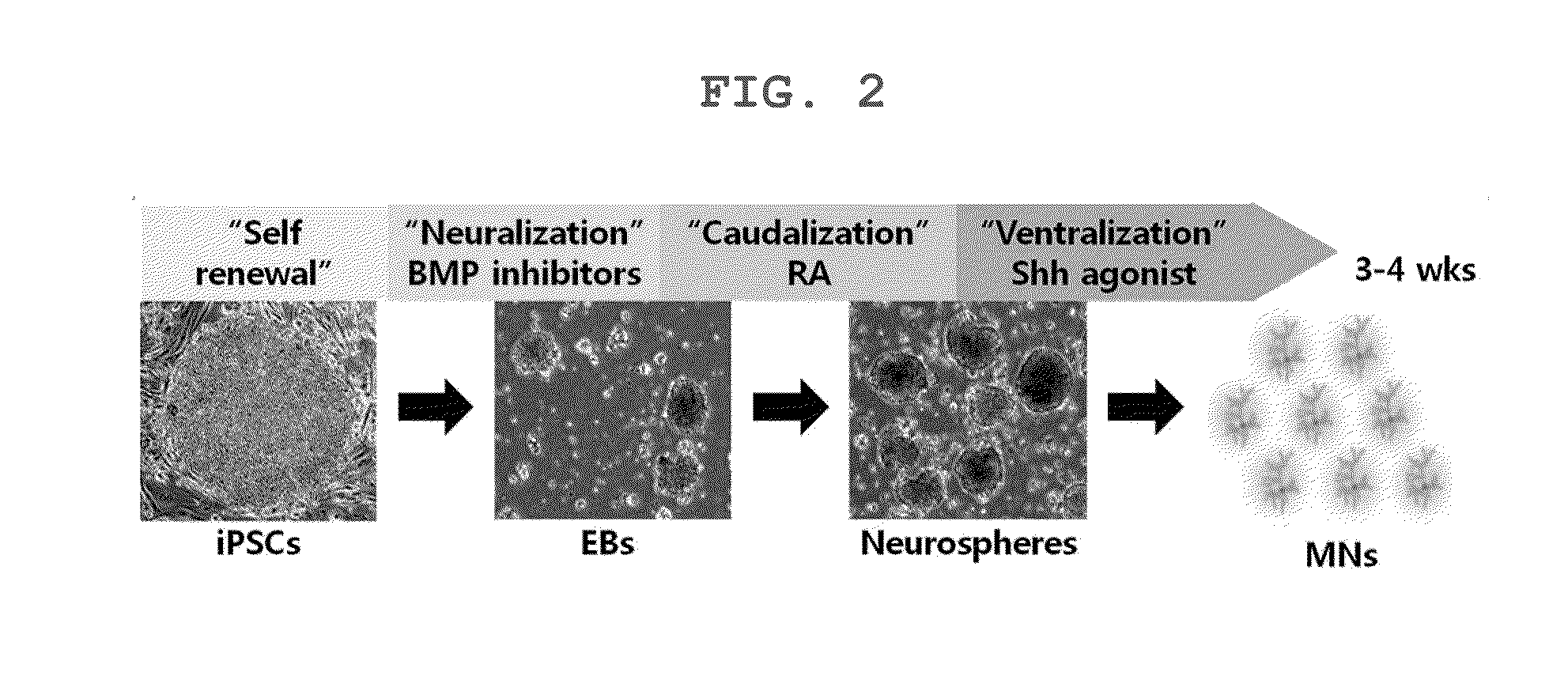 Screening method for therapeutic agents for charcot-marie-tooth disease and self-differentiation motor neurons used therefor