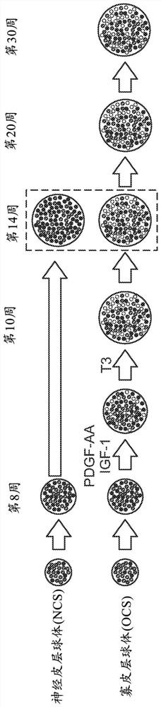 Induction of myelinating oligodendrocytes in human cortical spheroids