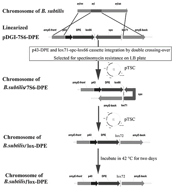Cre/lox system based method for construction of resistance gene free chromosome integrated recombinant bacillus subtilis expressing D-psicose 3-epimerase