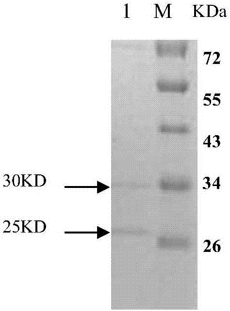 Human derived anti-EV71 virus neutralizing antibody E1 and application thereof