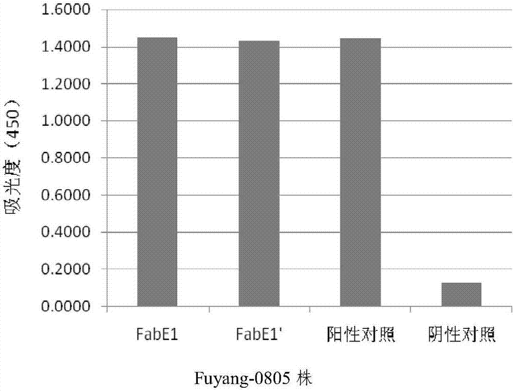 Human derived anti-EV71 virus neutralizing antibody E1 and application thereof