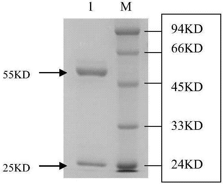 Human derived anti-EV71 virus neutralizing antibody E1 and application thereof