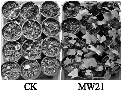 A kind of am mycorrhizal fungus mw21 and its biocontrol agent and application