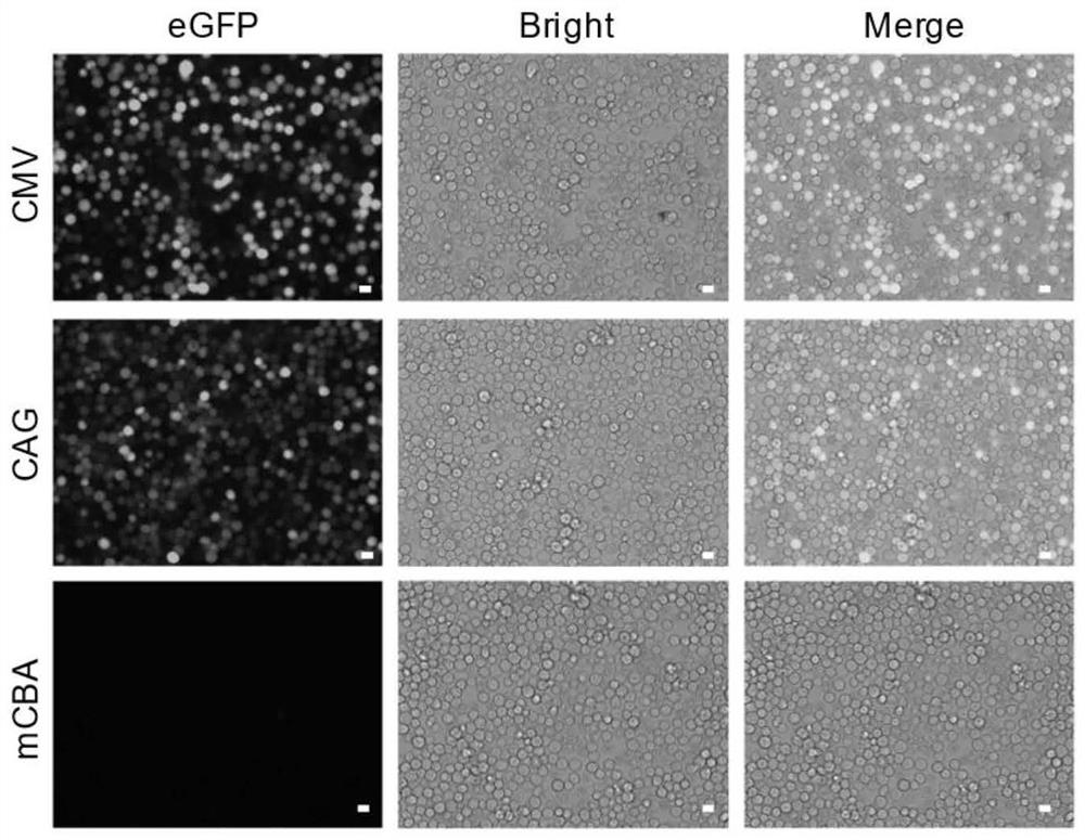 Packaging method for constructing oncolytic adeno-associated virus oAAV-SP-GSDM-NT for expressing pyroptosis protein and application of oncolytic adeno-associated virus oAAV-SP-GSDM-NT