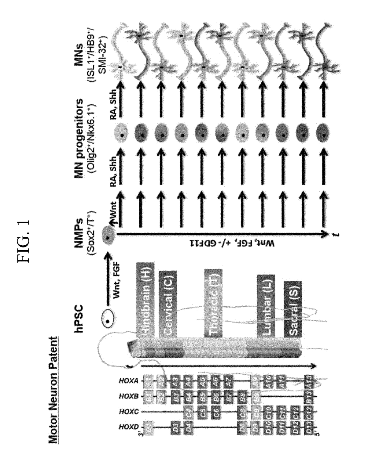 Methods for efficient derivation of human motor neurons from diverse spinal regions