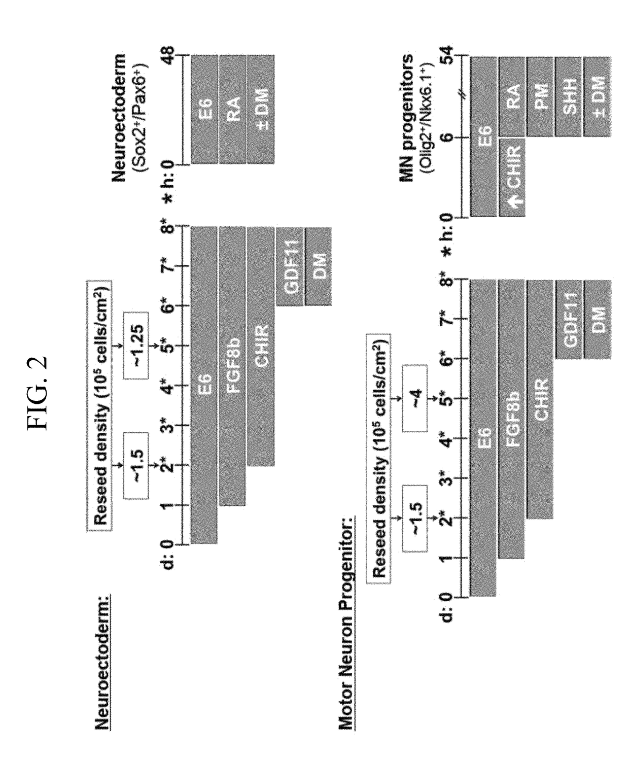 Methods for efficient derivation of human motor neurons from diverse spinal regions