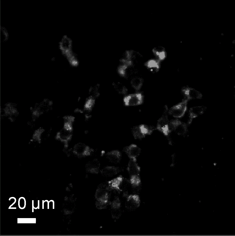 A method for mass production of carbon quantum dot bioimaging agent