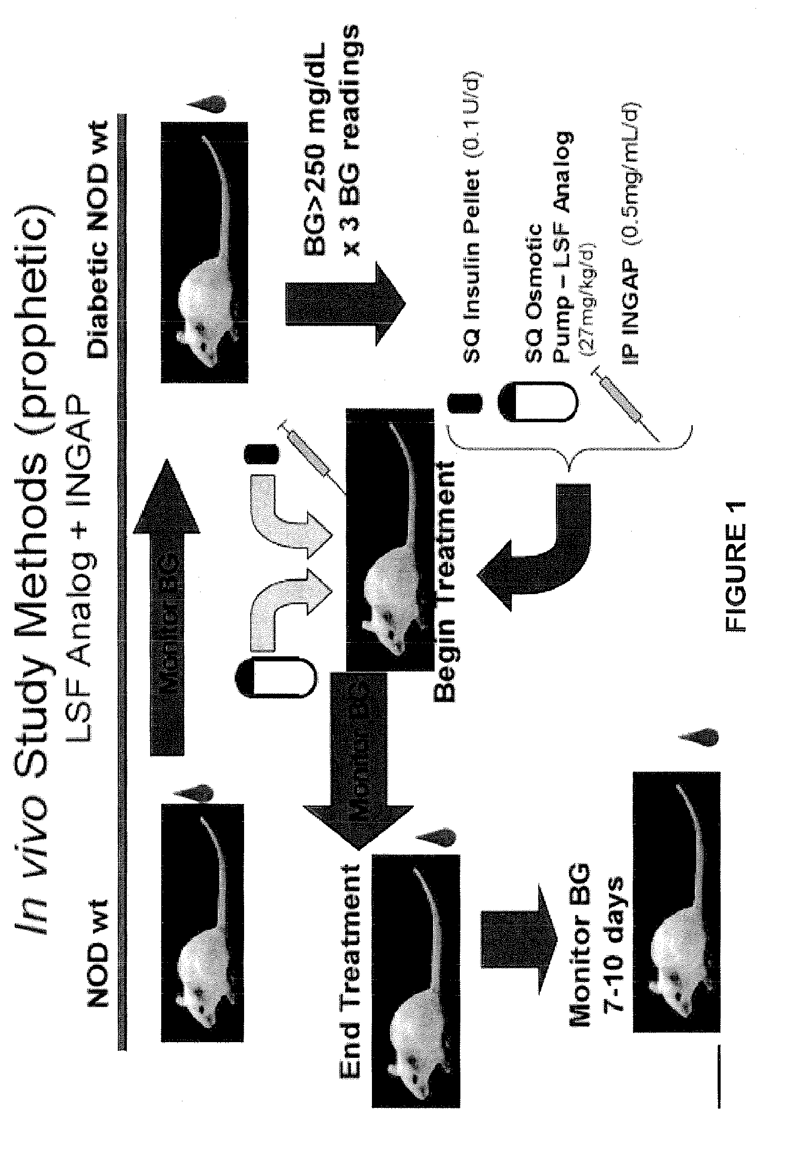 Compositions and methods for treating diabetes using lisofylline analogs and islet neogenesis associated peptide