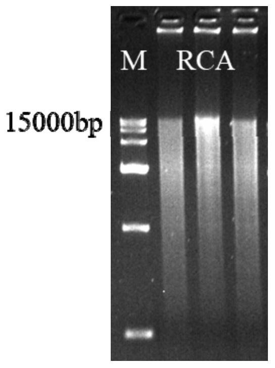 Method for preparing circular DNA in vitro