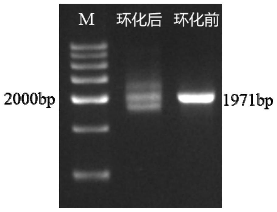 Method for preparing circular DNA in vitro