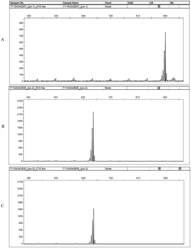 Mitochondrial microsatellite marker primers for pigeon genetic diversity analysis and detection method