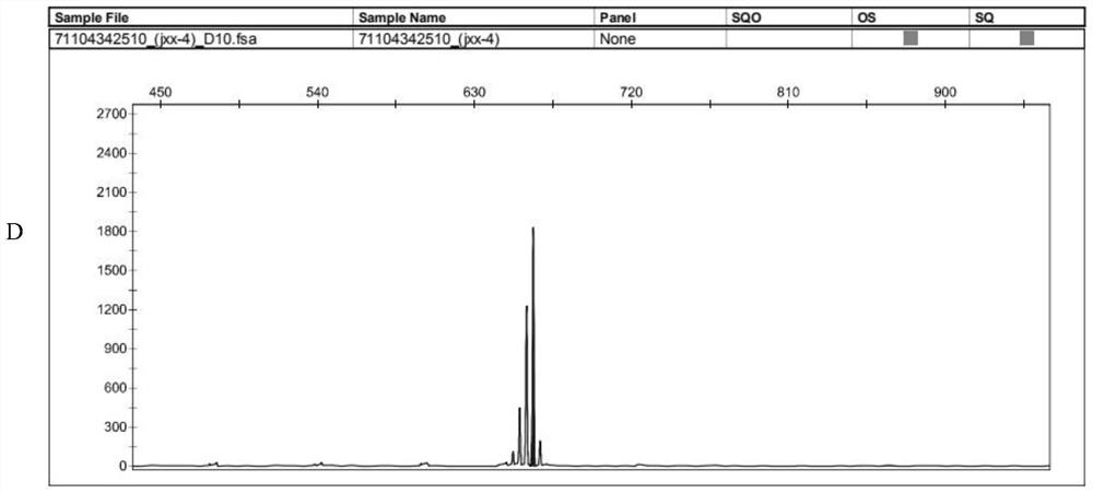 Mitochondrial microsatellite marker primers for pigeon genetic diversity analysis and detection method