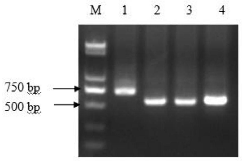 Mitochondrial microsatellite marker primers for pigeon genetic diversity analysis and detection method