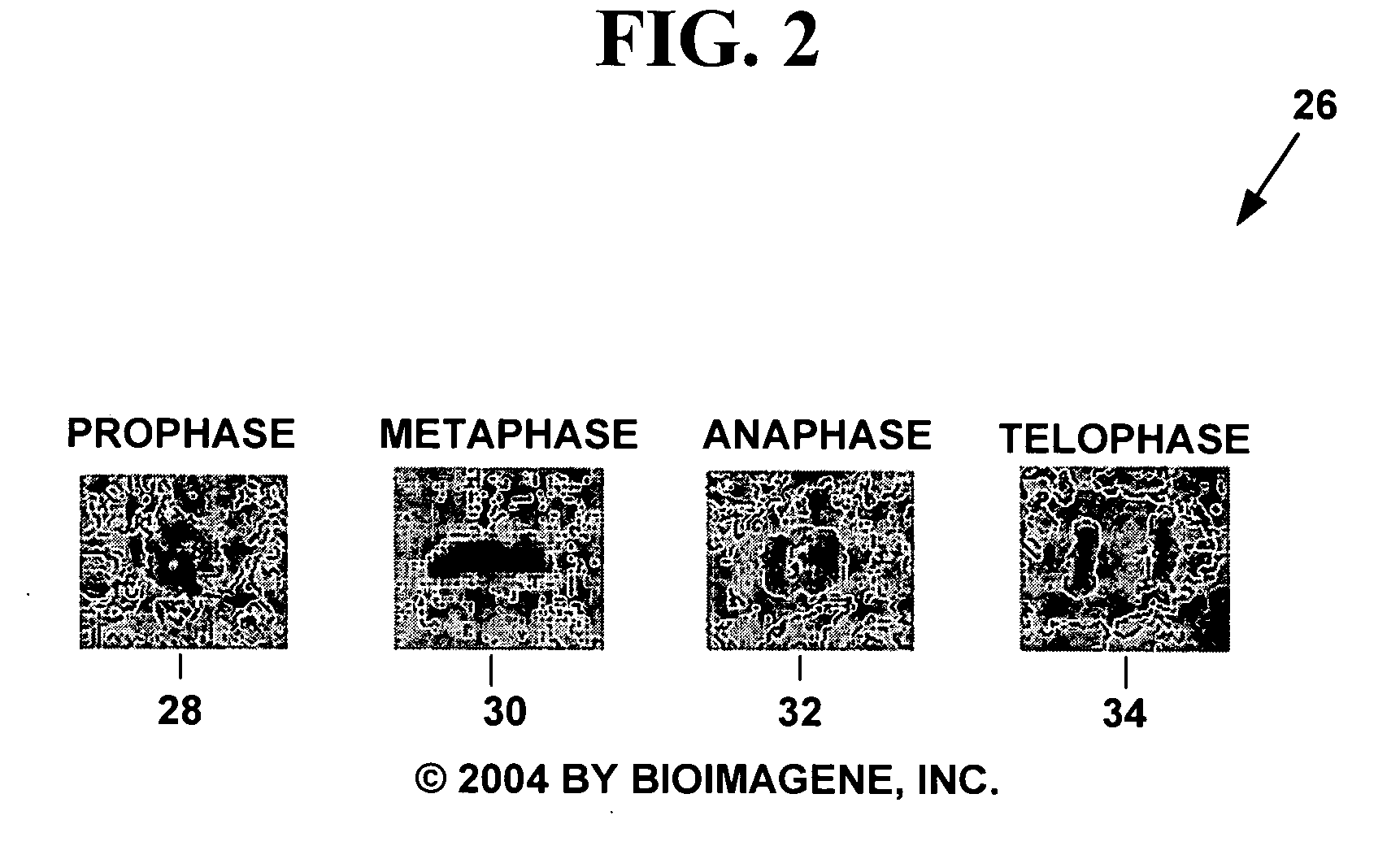 Method and system for morphology based mitosis identification and classification of digital images