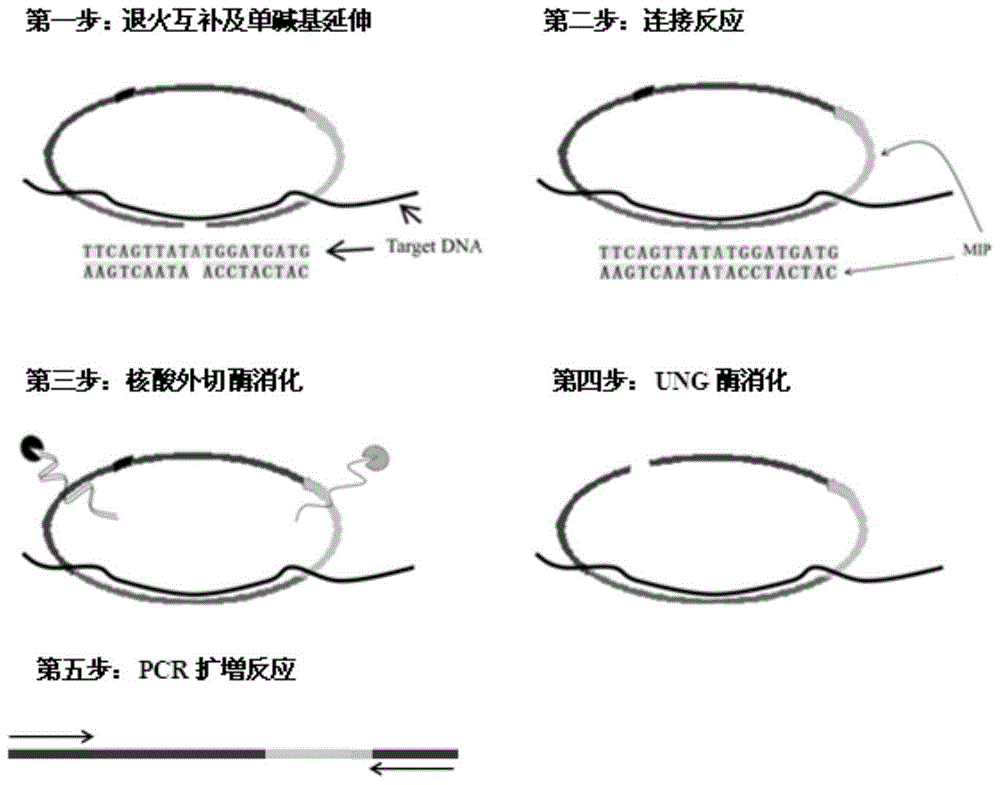 Molecular inversion probe for detecting hepatitis B virus yvdd drug resistance mutation and its application