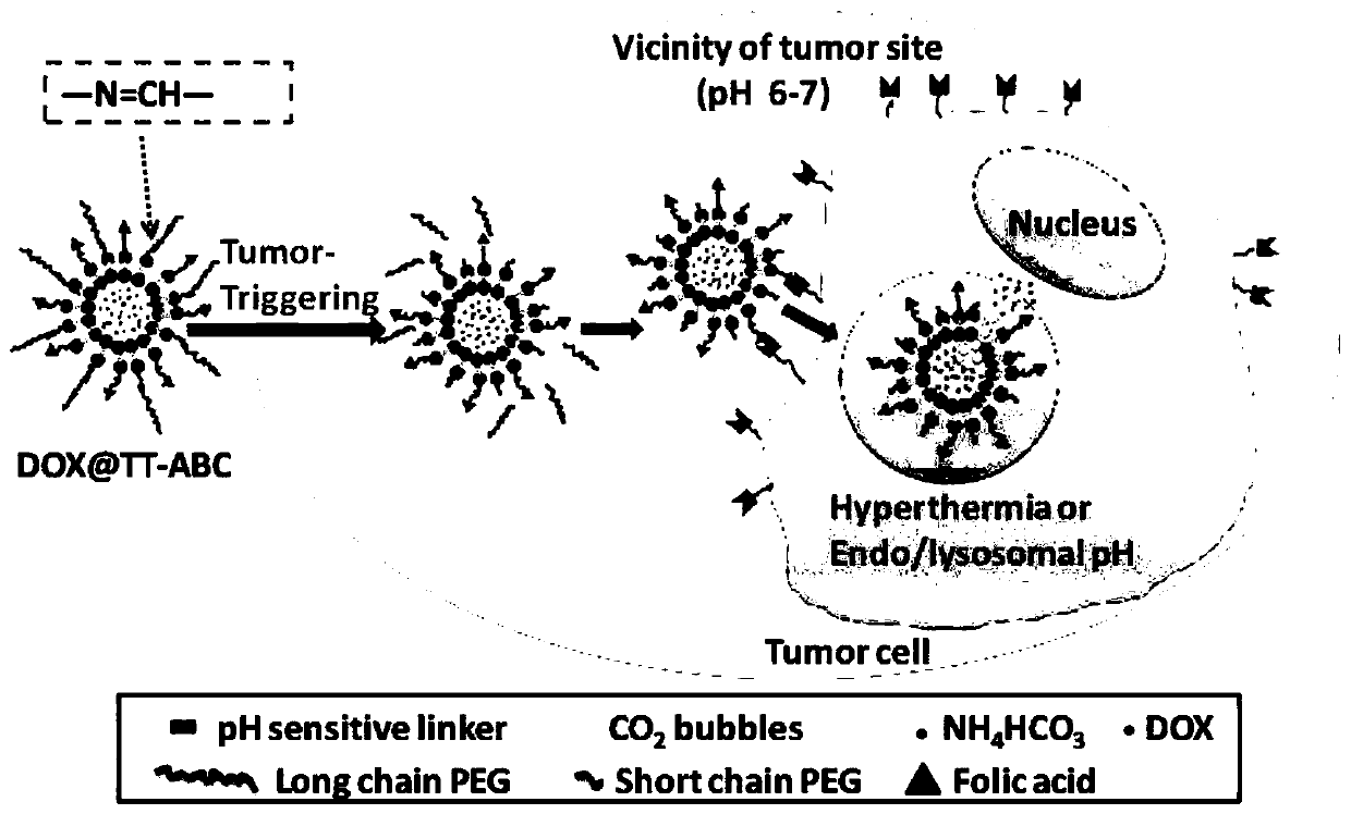 Tumor triggered targeting ammonium hydrogen carbonate lipidosome as well as preparation method and application