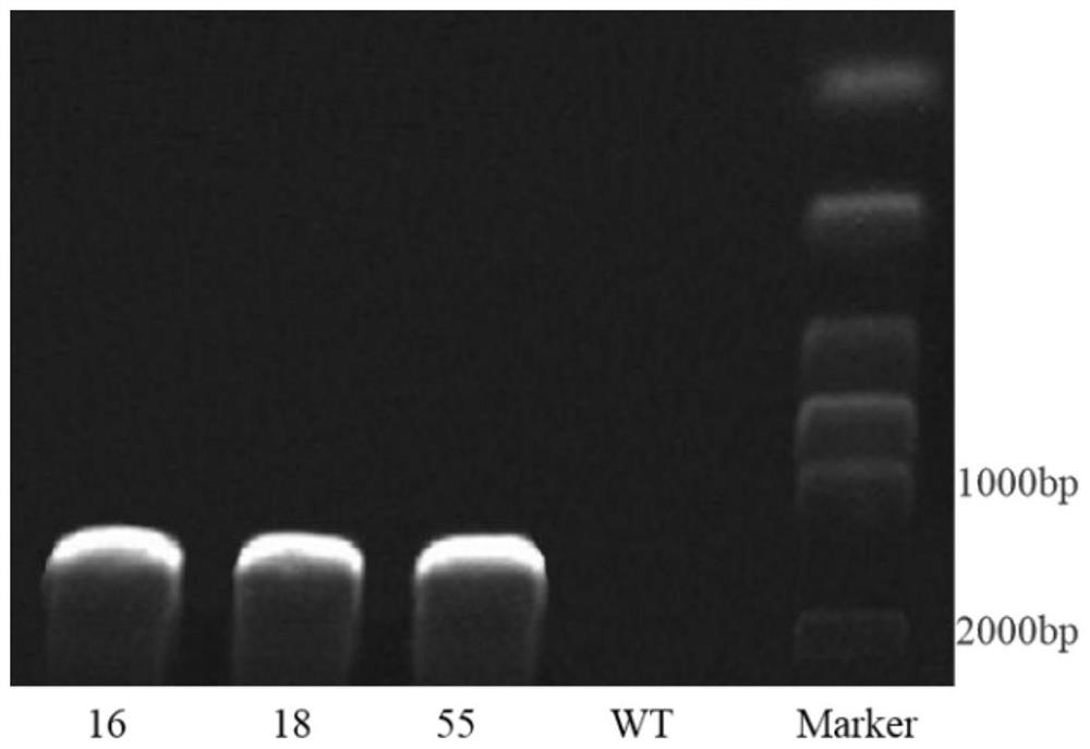 Application of Cotton ghpsat2 Gene in Promoting Plant Flowering