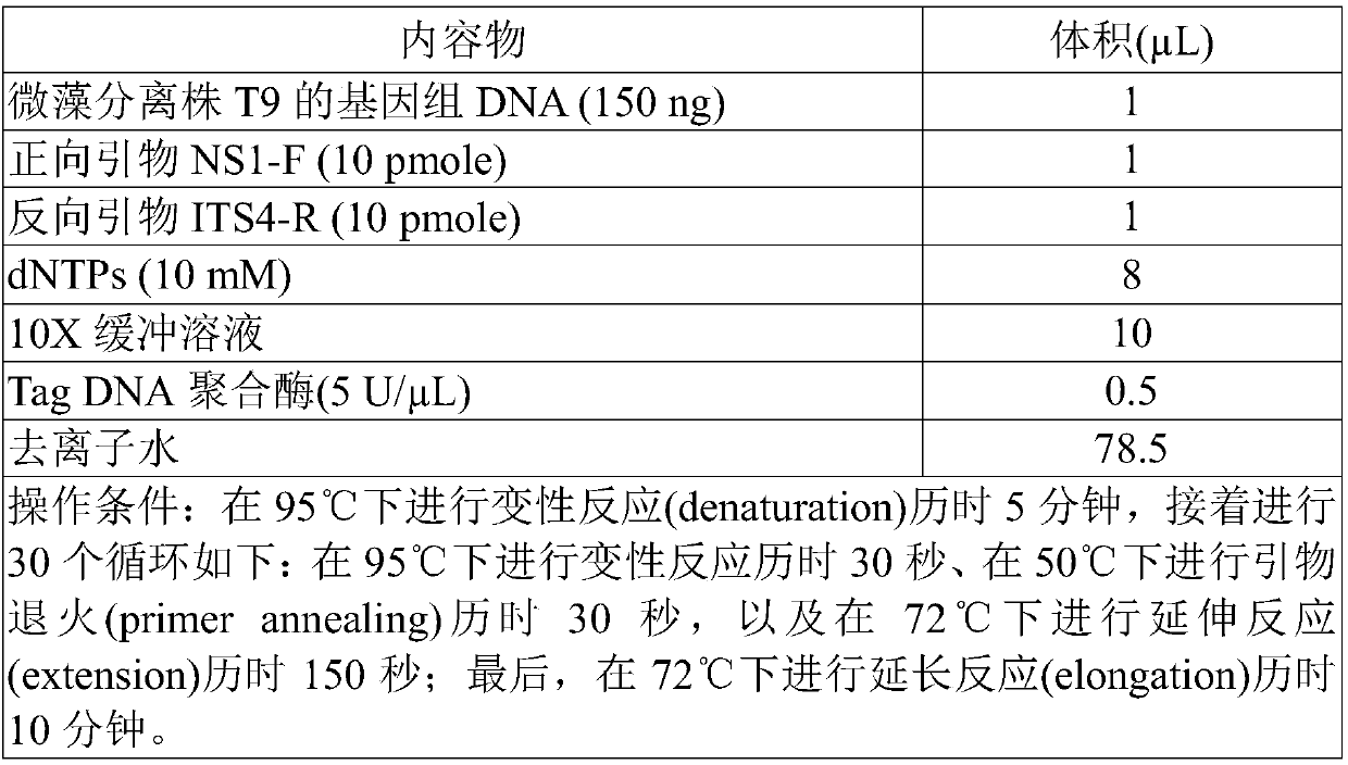 isolated strain of the genus Streptochloa species T9 having high lipid production capacity and the use thereof