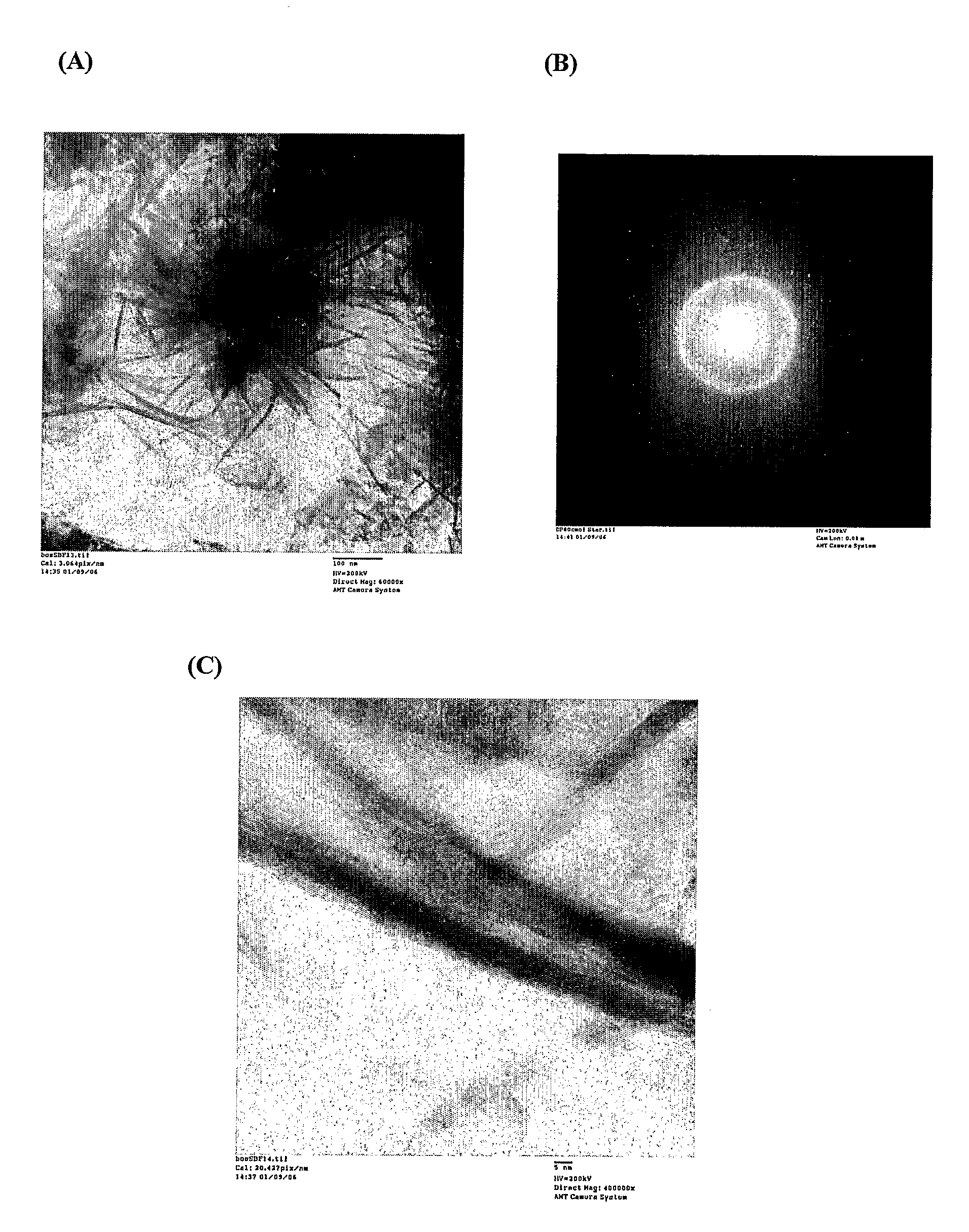 Fibrous Protein Fusions and Use Thereof in the Formation of Advanced Organic/Inorganic Composite Materials