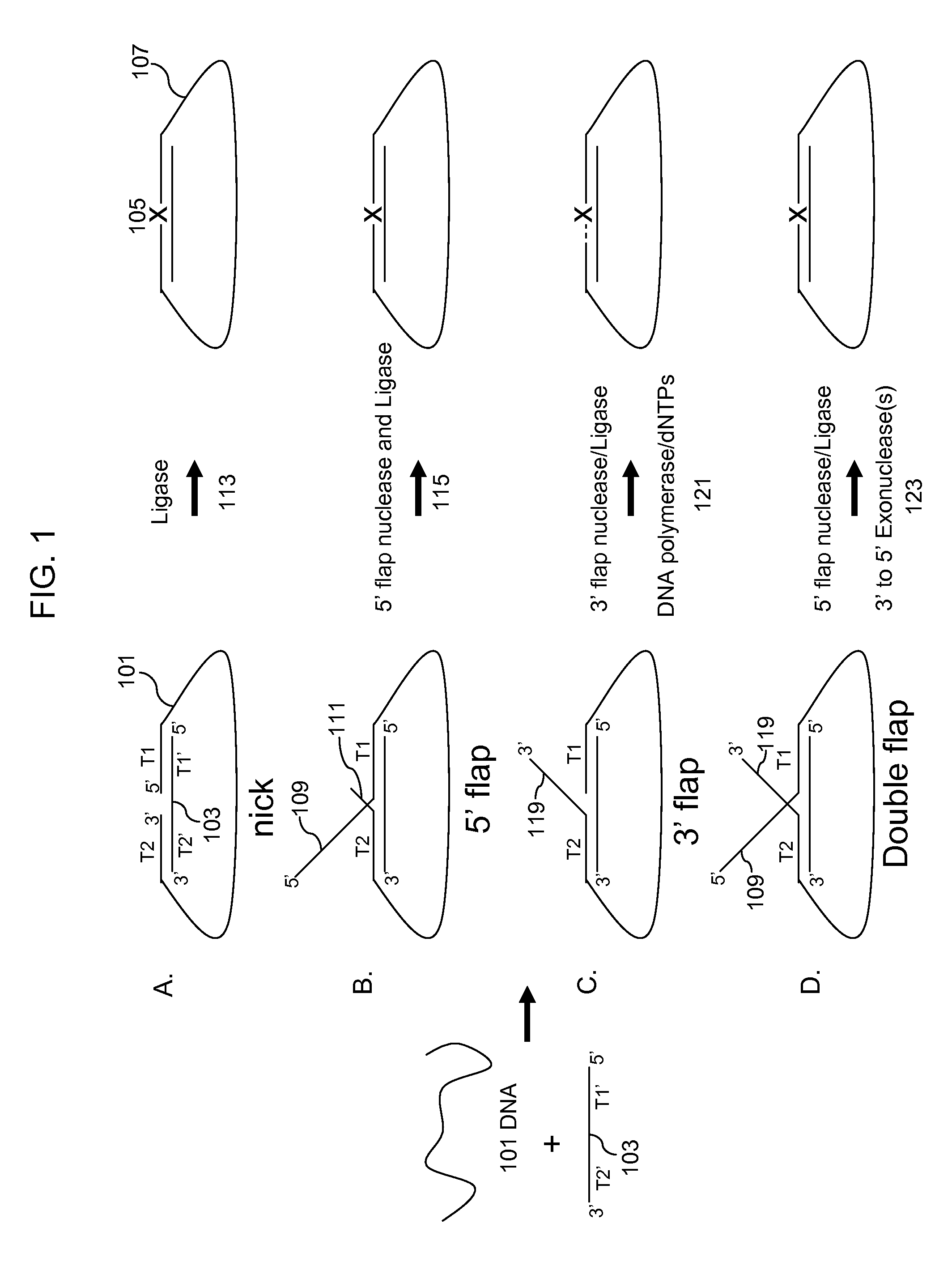 Multiplex targeted amplification using flap nuclease