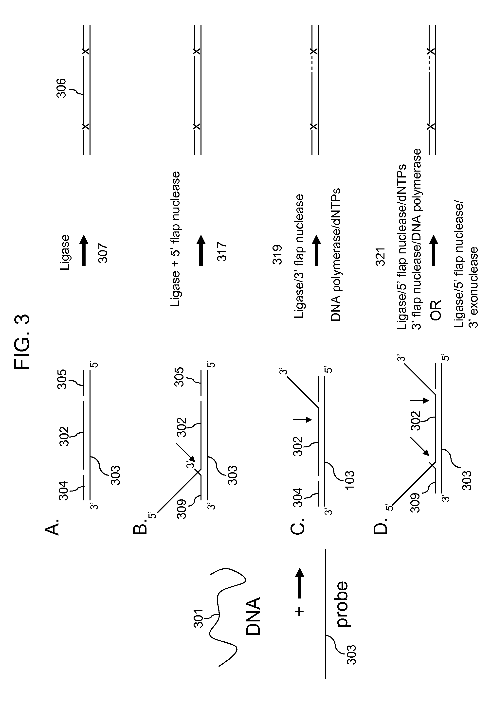 Multiplex targeted amplification using flap nuclease